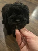 Percy, a male Poodle - Miniature  for sale in Palmyra, VA – 5 of 6