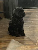 Sawyer, a male Poodle - Miniature  for sale in Palmyra, VA – 4 of 8