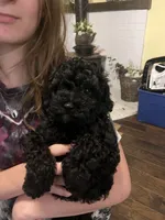 Sawyer, a male Poodle - Miniature  for sale in Palmyra, VA – 3 of 8