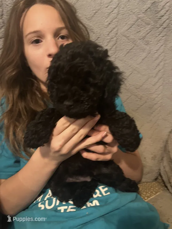 Percy – Poodle - Miniature  puppy for sale in Palmyra, VA