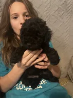 Percy, a male Poodle - Miniature  for sale in Palmyra, VA – 1 of 2
