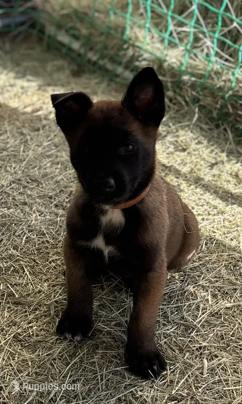 Brown – Belgian Malinois puppy for sale in Palmdale, CA