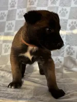 Brown, a female Belgian Malinois for sale in Palmdale, CA – 2 of 10