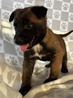Brown, a female Belgian Malinois for sale in Palmdale, CA – 3 of 10