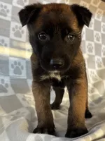 Brown, a female Belgian Malinois for sale in Palmdale, CA – 4 of 10