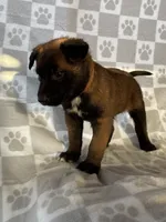 Brown, a female Belgian Malinois for sale in Palmdale, CA – 7 of 10