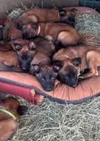Purple, a female Belgian Malinois for sale in Palmdale, CA – 5 of 10