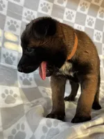 Brown, a female Belgian Malinois for sale in Palmdale, CA – 9 of 10