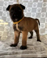 Yellow, a female Belgian Malinois for sale in Palmdale, CA – 9 of 9