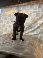 Purple, a female Belgian Malinois for sale in Palmdale, CA – 9 of 10