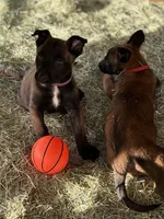 Purple, a female Belgian Malinois for sale in Palmdale, CA – 7 of 10