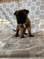Yellow, a female Belgian Malinois for sale in Palmdale, CA – 5 of 9