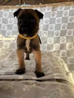 Yellow, a female Belgian Malinois for sale in Palmdale, CA – 6 of 9