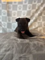 Purple, a female Belgian Malinois for sale in Palmdale, CA – 8 of 10