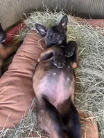 Purple, a female Belgian Malinois for sale in Palmdale, CA – 2 of 10
