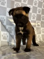 Brown, a female Belgian Malinois for sale in Palmdale, CA – 6 of 10