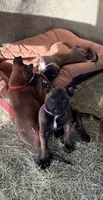Purple, a female Belgian Malinois for sale in Palmdale, CA – 6 of 10