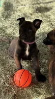 Purple, a female Belgian Malinois for sale in Palmdale, CA – 1 of 10