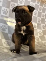 Brown, a female Belgian Malinois for sale in Palmdale, CA – 8 of 10