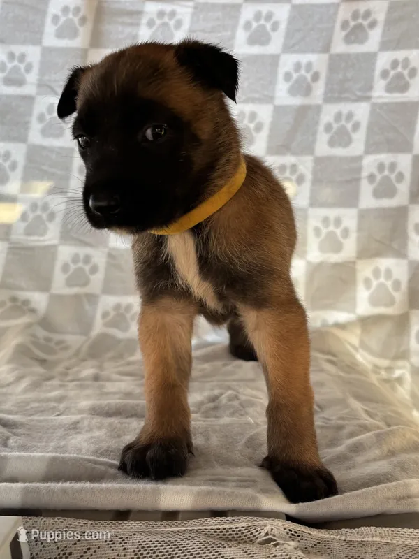 Yellow – Belgian Malinois puppy for sale in Palmdale, CA