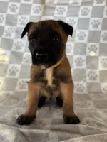 Yellow, a female Belgian Malinois for sale in Palmdale, CA – 4 of 9