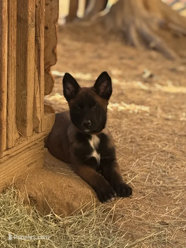 Brown – Belgian Malinois puppy for sale in Palmdale, CA