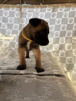 Yellow, a female Belgian Malinois for sale in Palmdale, CA – 8 of 9
