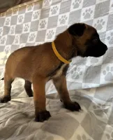 Yellow, a female Belgian Malinois for sale in Palmdale, CA – 7 of 9