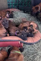 Purple, a female Belgian Malinois for sale in Palmdale, CA – 4 of 10