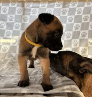 Yellow, a female Belgian Malinois for sale in Palmdale, CA – 3 of 9