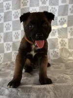 Brown, a female Belgian Malinois for sale in Palmdale, CA – 5 of 10