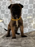 Yellow, a female Belgian Malinois for sale in Palmdale, CA – 2 of 9