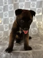 Brown, a female Belgian Malinois for sale in Palmdale, CA – 1 of 10