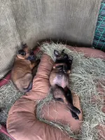 Purple, a female Belgian Malinois for sale in Palmdale, CA – 3 of 10