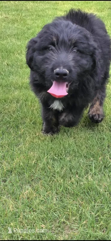 Dash – Aussiedoodle puppy for sale in Baldwin, GA