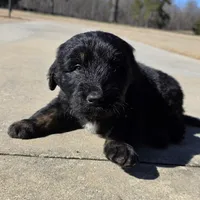 Dash, a male Aussiedoodle for sale in Baldwin, GA – Photo 3 of 10