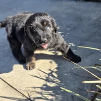 Dash, a male Aussiedoodle for sale in Baldwin, GA – Photo 1 of 10
