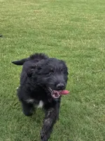Dash, a male Aussiedoodle for sale in Baldwin, GA – Photo 2 of 10