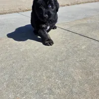 Dash, a male Aussiedoodle for sale in Baldwin, GA – Photo 5 of 10