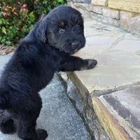 Dash, a male Aussiedoodle for sale in Baldwin, GA – Photo 2 of 10