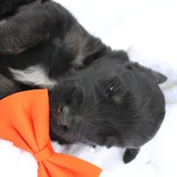 Dash, a male Aussiedoodle for sale in Baldwin, GA – Photo 10 of 10