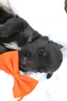 Dash, a male Aussiedoodle for sale in Baldwin, GA – Photo 5 of 5