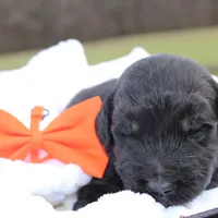 Dash, a male Aussiedoodle for sale in Baldwin, GA – Photo 6 of 10