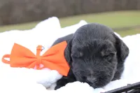 Dash, a male Aussiedoodle for sale in Baldwin, GA – Photo 1 of 5