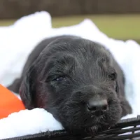 Dash, a male Aussiedoodle for sale in Baldwin, GA – Photo 7 of 10