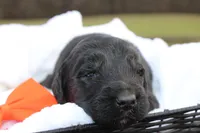 Dash, a male Aussiedoodle for sale in Baldwin, GA – Photo 2 of 5