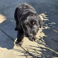 Dash, a male Aussiedoodle for sale in Baldwin, GA – Photo 4 of 10
