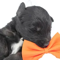 Dash, a male Aussiedoodle for sale in Baldwin, GA – Photo 8 of 10