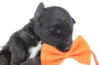 Dash, a male Aussiedoodle for sale in Baldwin, GA – Photo 3 of 5