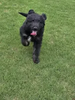 Dash, a male Aussiedoodle for sale in Baldwin, GA – Photo 4 of 10